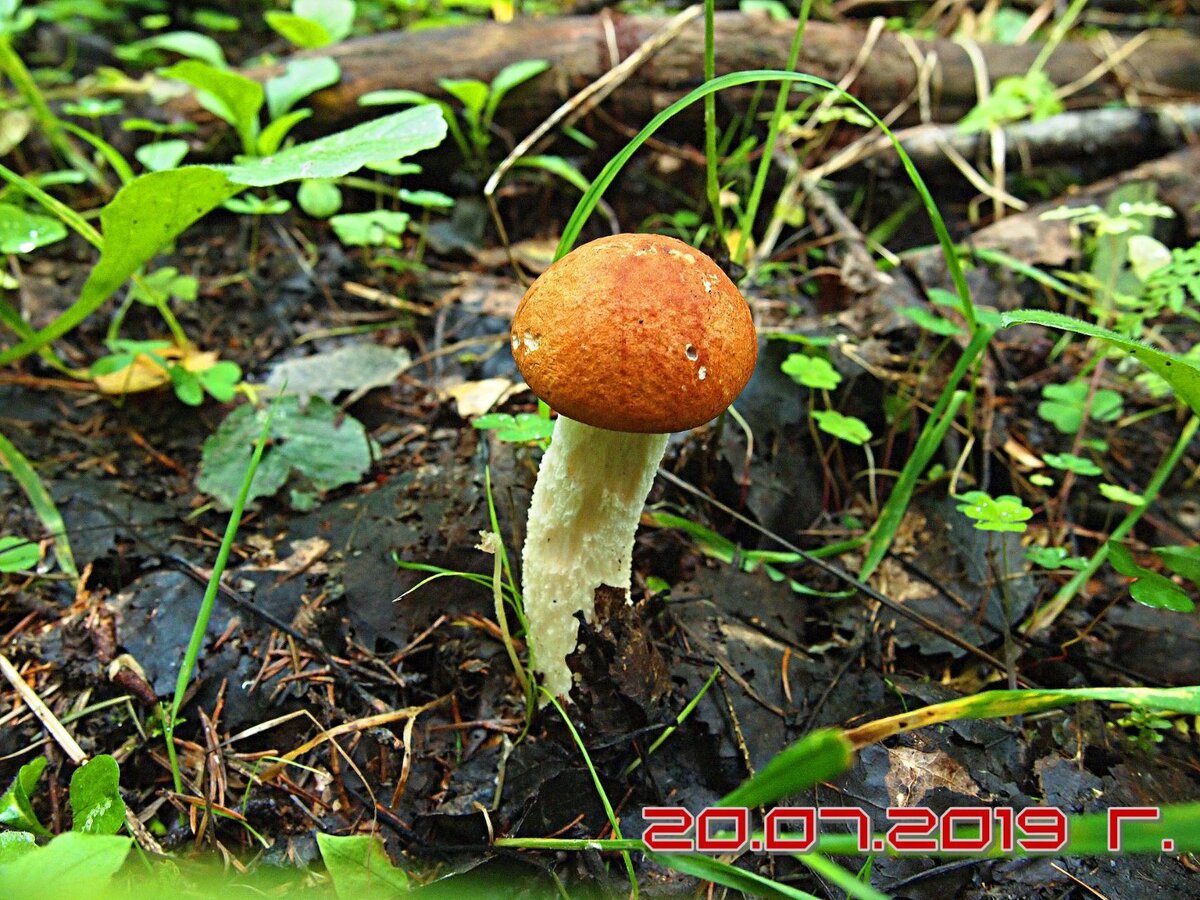 Молодой подосиновик