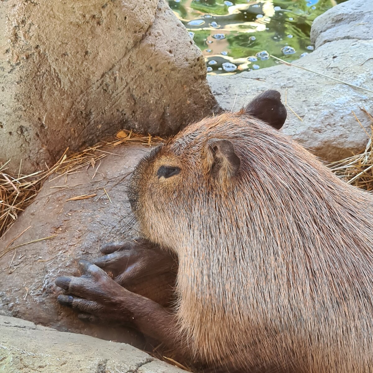 Сафари парк