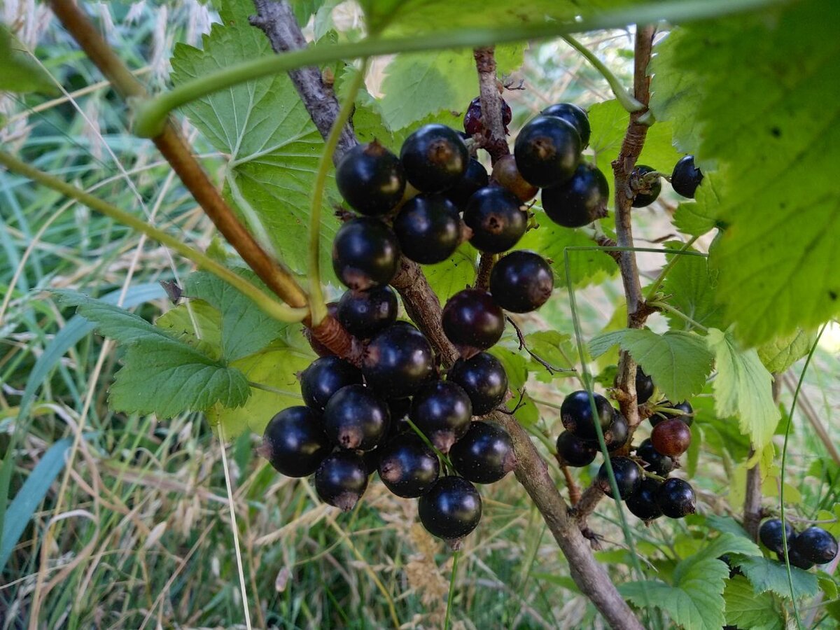 Куст плодоносит на второй год