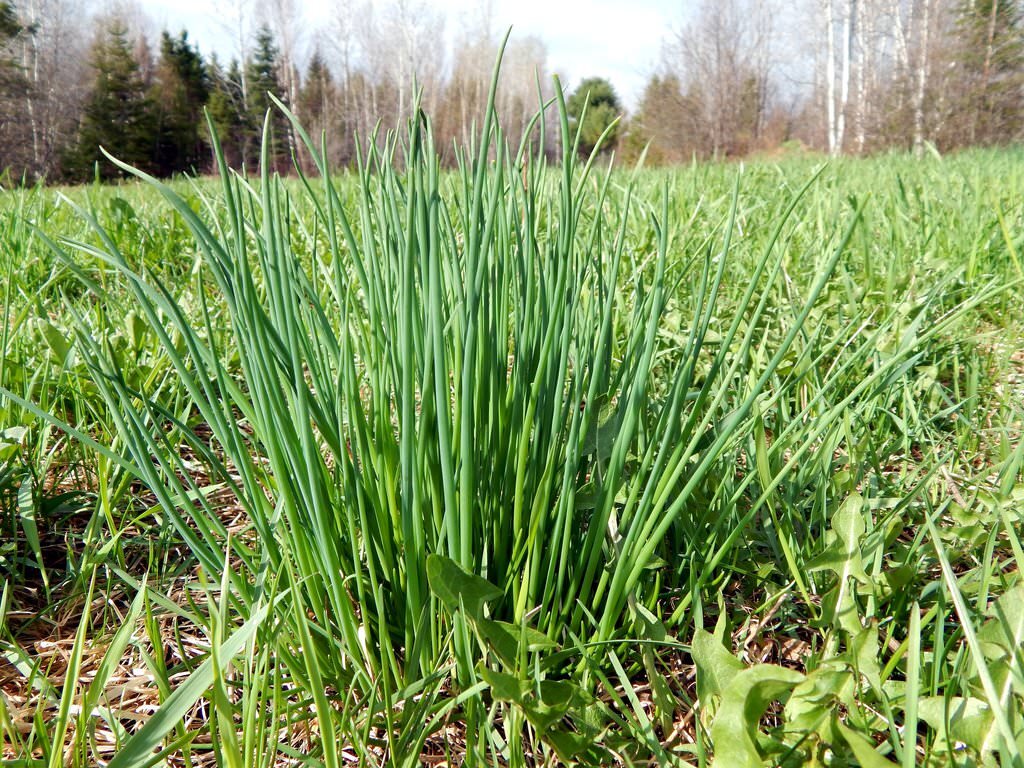 картинка из интернета