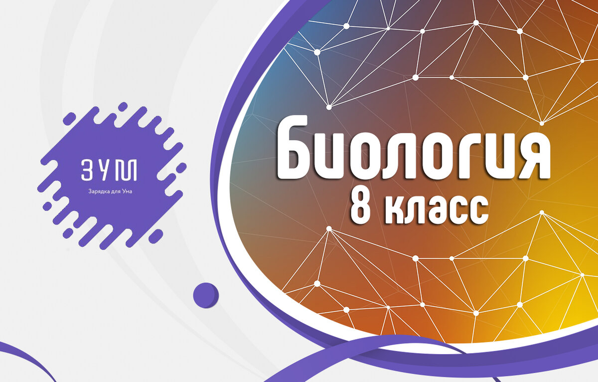 Тест по биологии для 8 класса, который пройдёт не каждый взрослый | ЗУМ -  Зарядка Для Ума | Дзен