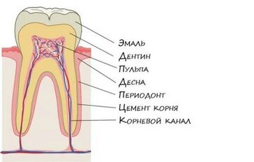 Сколько корней и каналов в зубах? Ответ в статье | Galsi-Dental