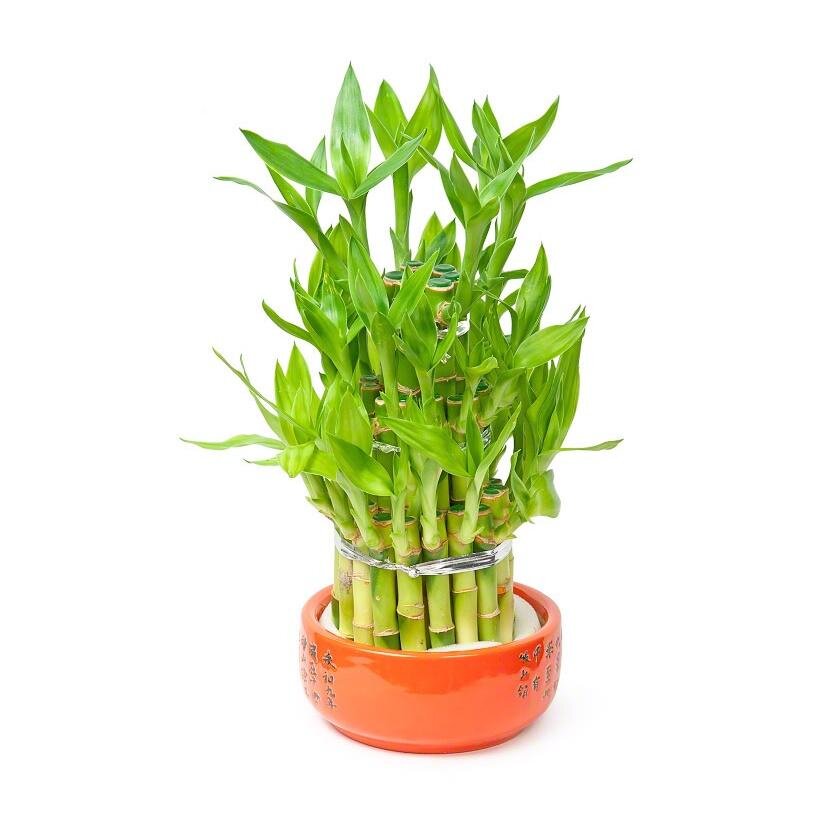 Любые растения, особенно бамбук!  Это символ энергии сектора и единства семьи.