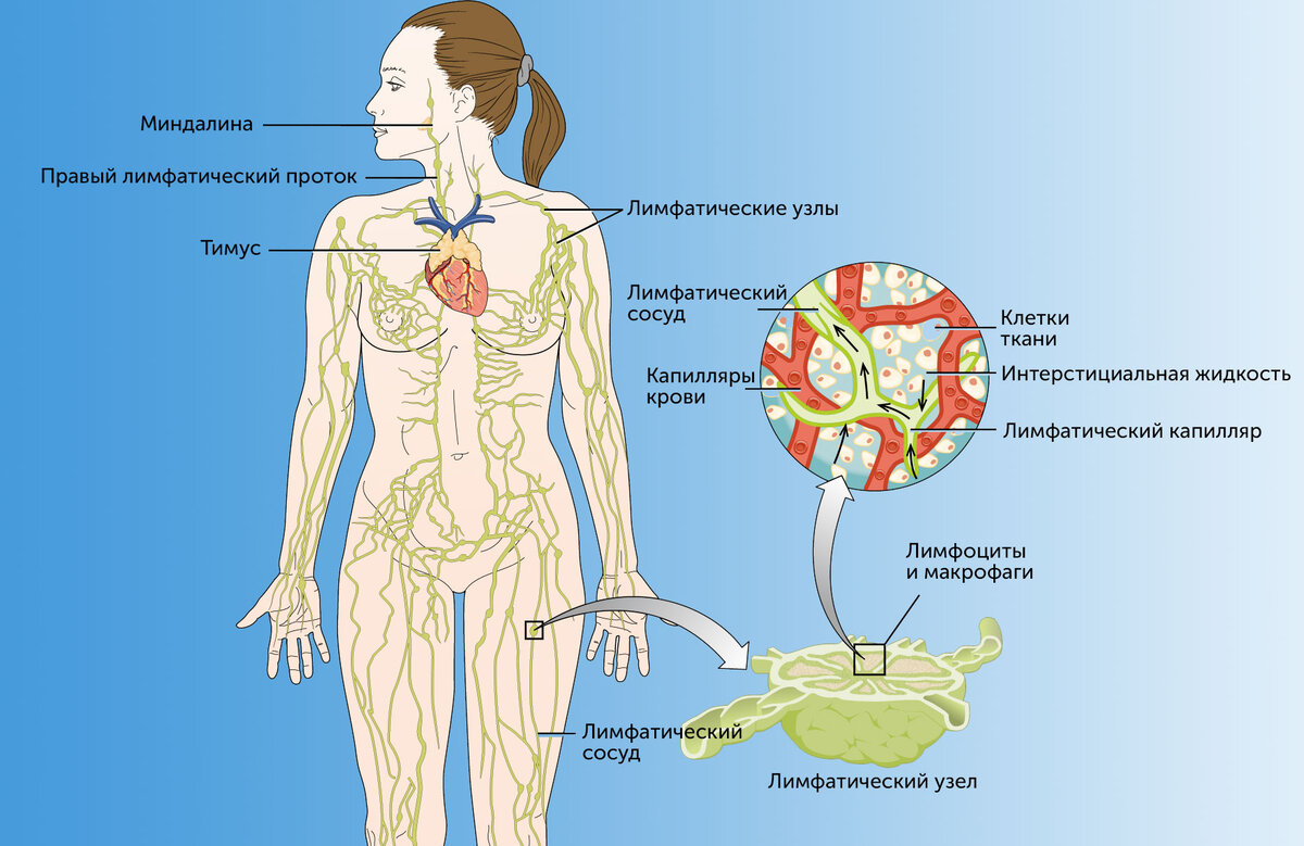 Причины увеличения лимфоузлов | Международная клиника MEDICA24 | Дзен