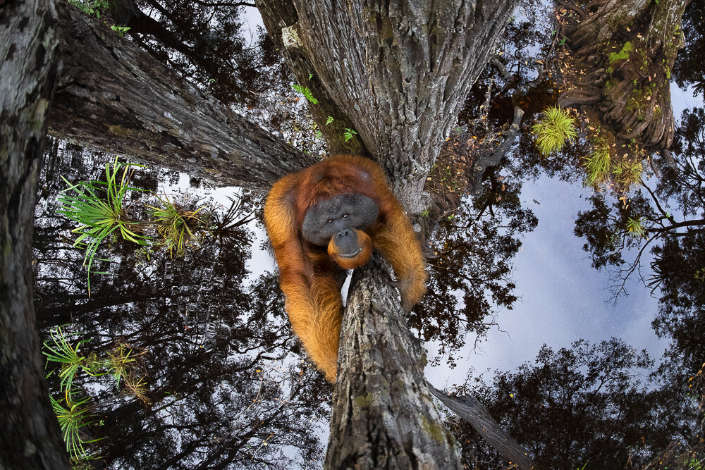 Источник: Thomas Vijayan, worldnaturephotographyawards.com