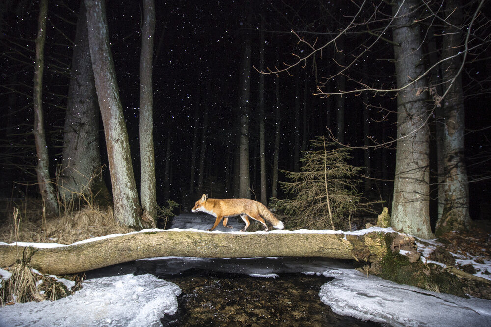 Лисица в ночном лесу. Источник: Vladimir Cech, worldnaturephotographyawards.com