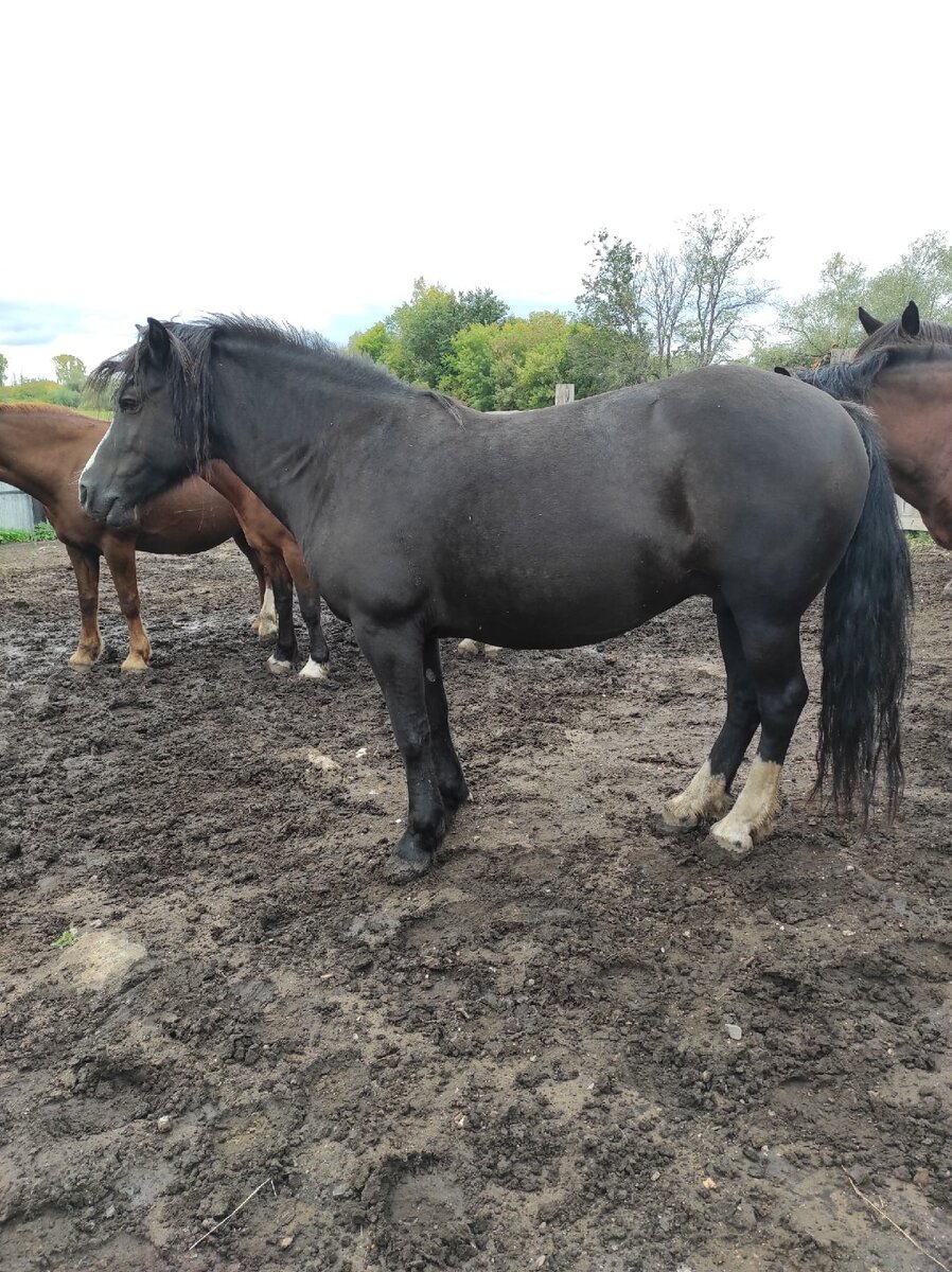 Лошадь Цветок, башкирская порода