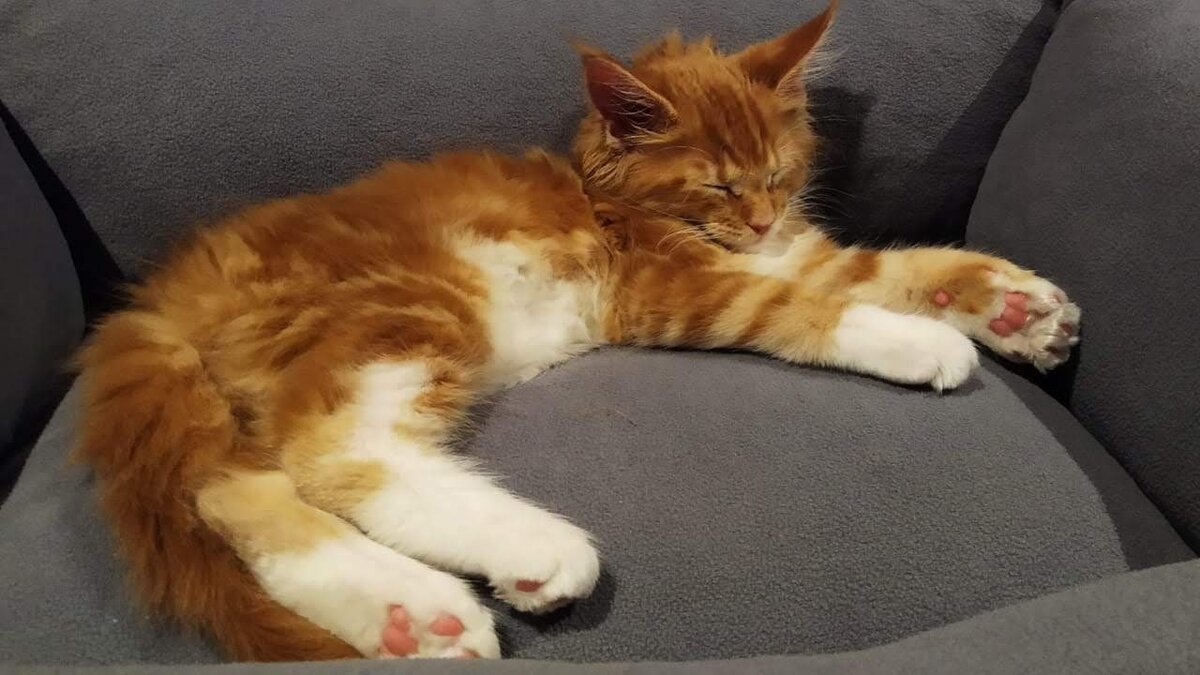 Мейн кун Степа.