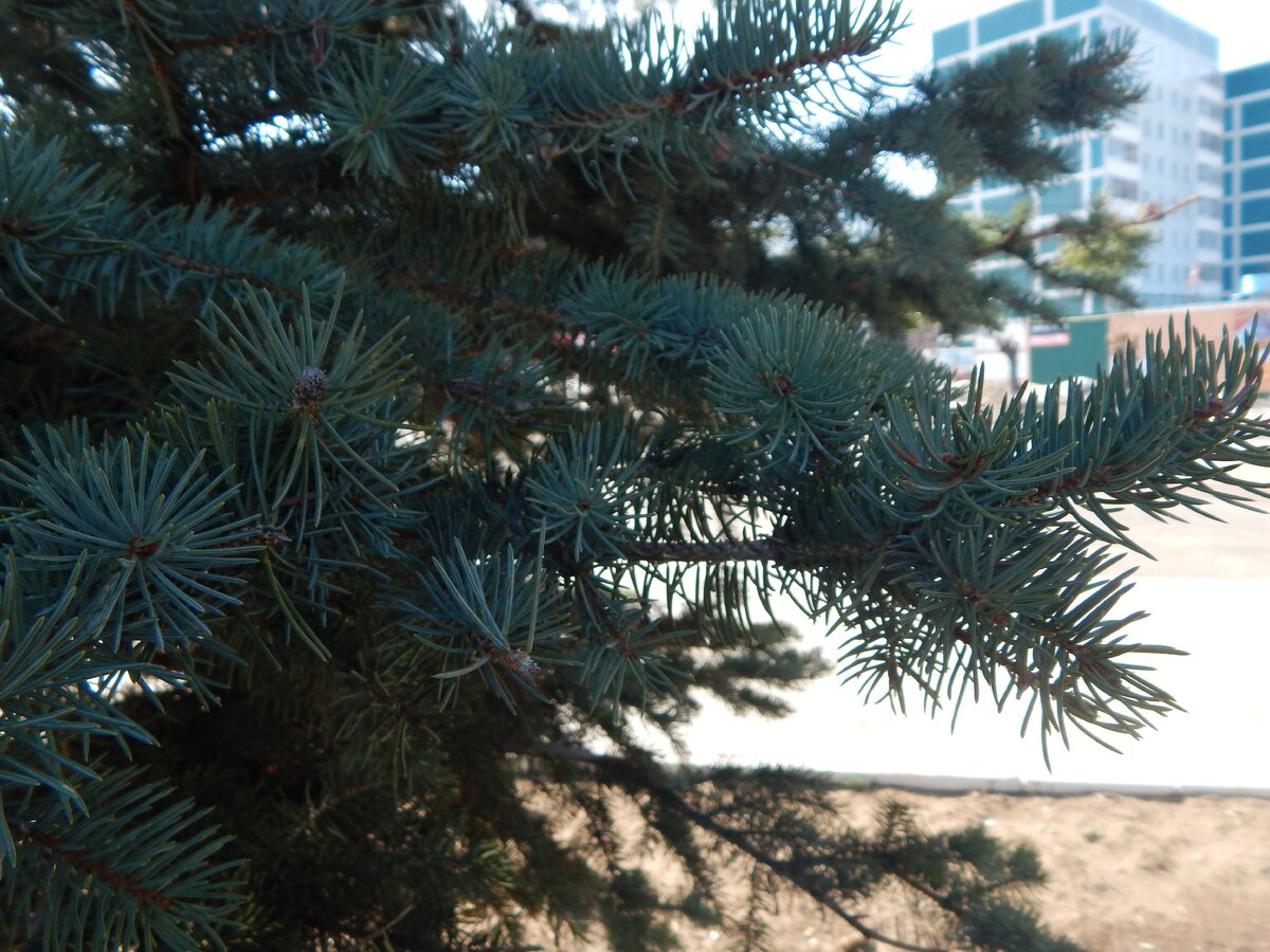 Голубые ели приметы. Голубые ели приметы. Ель колючая глаука супер блю сидлинг. Голубая ель во дворе. Ель колючая шишка.