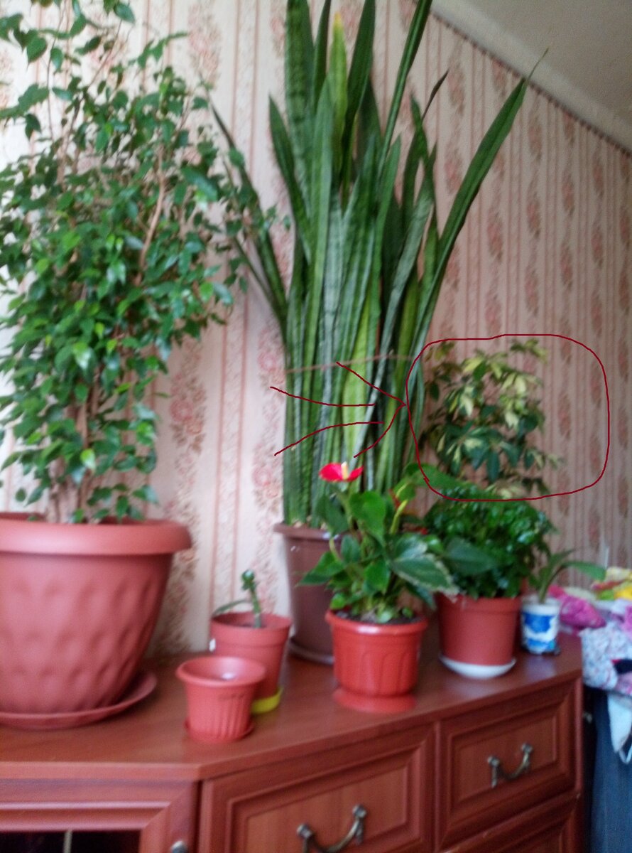 Качество фото плохое, но шефлеру разглядеть все же можно.