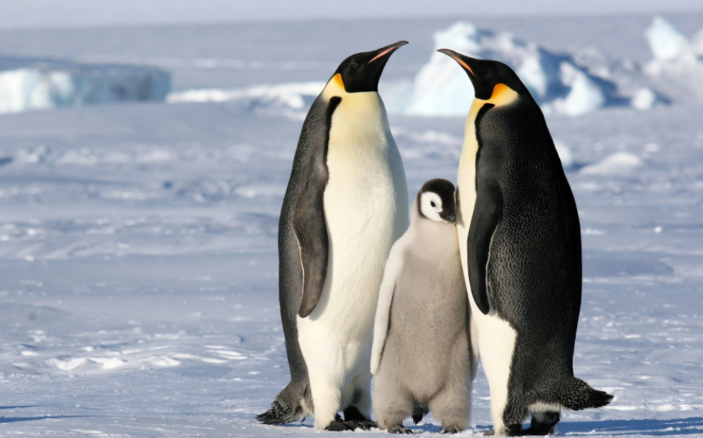 Семья пингвинов (фото из поиска Яндекс)