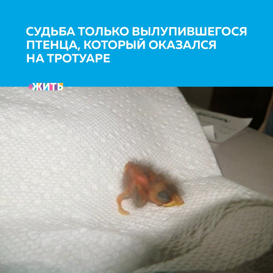 Вокруг нас так много отзывчивых людей. Сегодня мы расскажем ещё об одном проявлении доброты🤗 
Два брата, во время пробежки обнаружили на тротуаре выпавшего из гнезда недавно вылупившегося птенца, на нем даже ещё оставались остатки скорлупы и мембраны, оставшиеся от яйца🥚

Добросердечные братья не нашли гнезда, из которого выпал птенец и решили вырастить птенца в домашних условиях, после чего отпустить его на волю к собратьям🙌

Ребята ухаживали за малышом в течении 36 дней, а затем выпустили на свободу. Птенец вырос здоровым и сильным и если бы не забота этих людей, то он бы погиб☝

А Вам доводилось спасать кого-нибудь? Поделитесь Вашим опытом в комментариях☺

#жить #проектжить