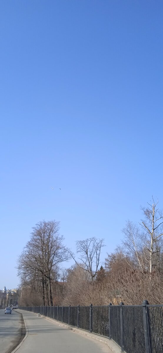  Еще неделю назад утки практически вростали в лед на Карповке. 