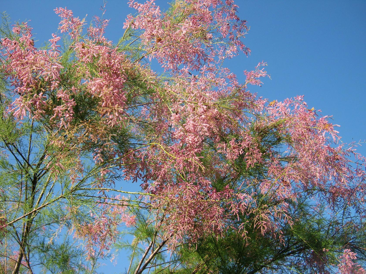 Южное дерево- тамарикс.   Растёт в саду в самом центре .    