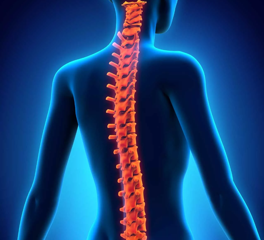 Человеческий позвоночник.