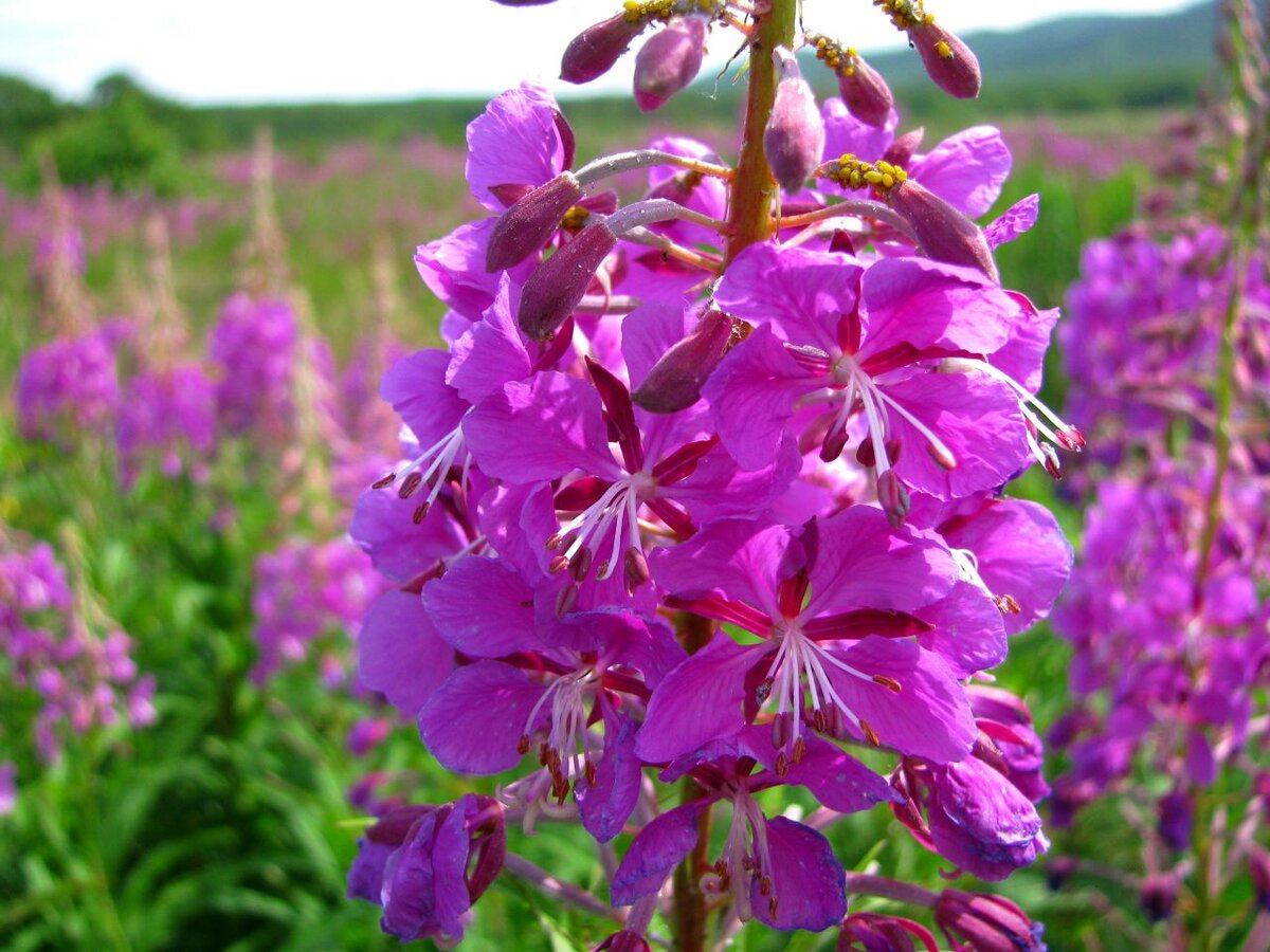 А это иван-чай, или кипрей