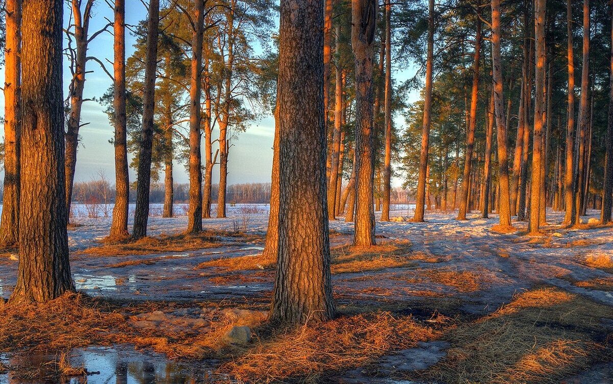 Весенний сосновый бор