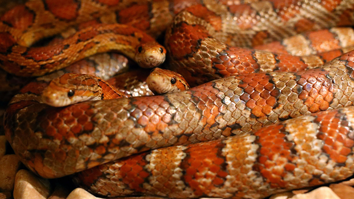 Маисовый полоз  (лат. Pantherophis guttatus)