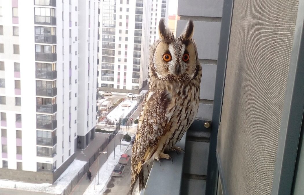 Привет, друг. Мышей не найдется?