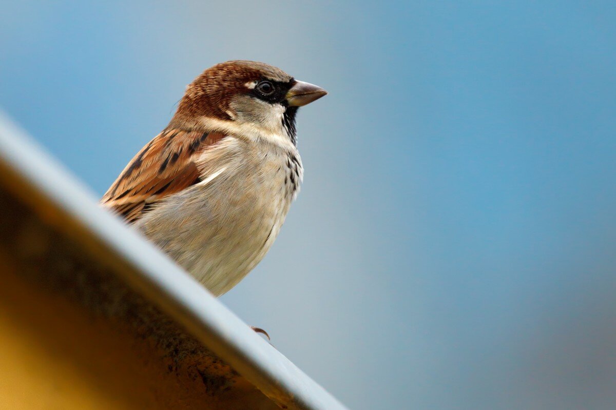 Источник фото: pxhere.com