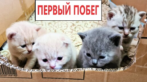 Первый побег из домика и сюрпризы для котят Кошка Фокси стала мамой 5 котят Даринелка питомцы