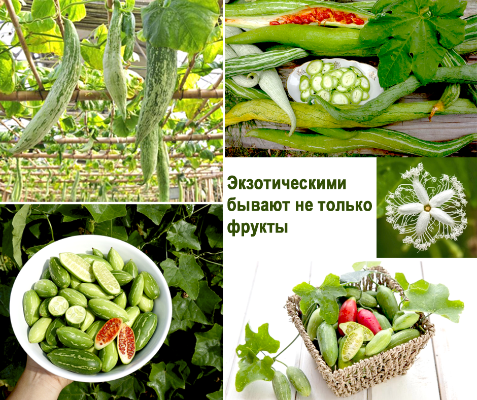 коллаж из фото, взятых в интернете