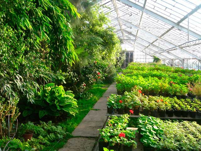 Растения в теплице