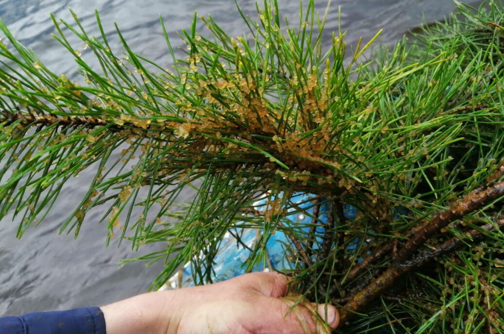 Нерестилище вблизи. 