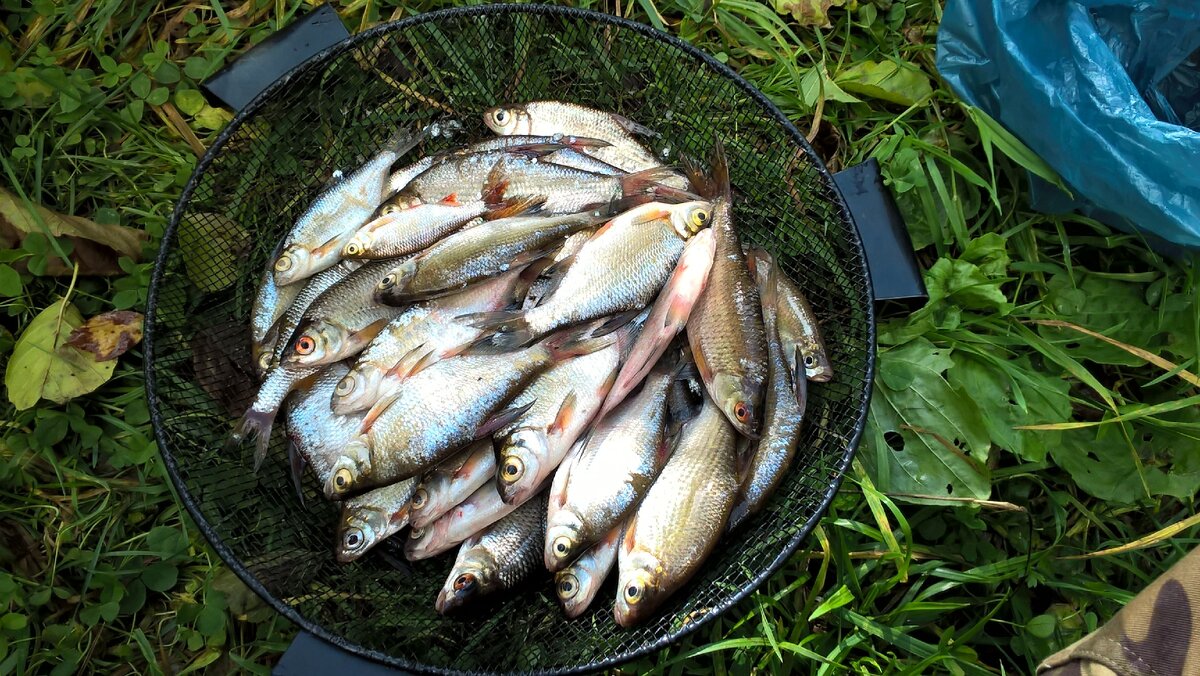 Мелочёвка на засол