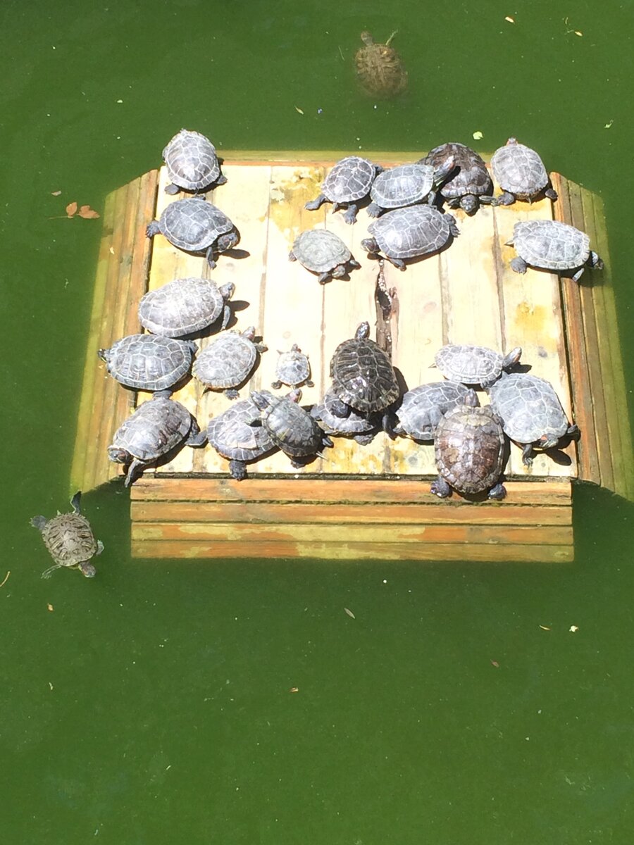 Черепаший рай