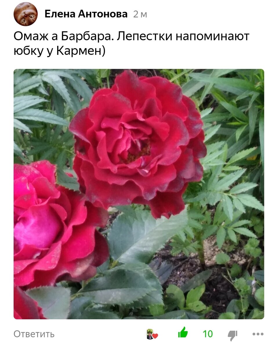 Питомник Садко каталог. Питомник Садко :на ул. Вольской. Пионы. Садко питомник директор.