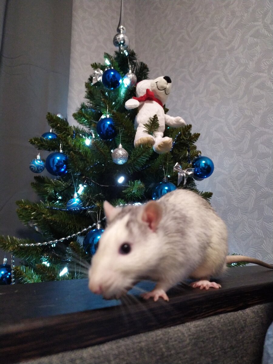 Новогодний фотосет