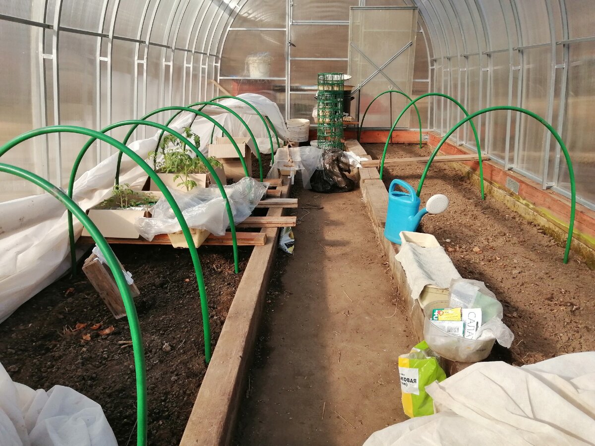 Рассада в теплице