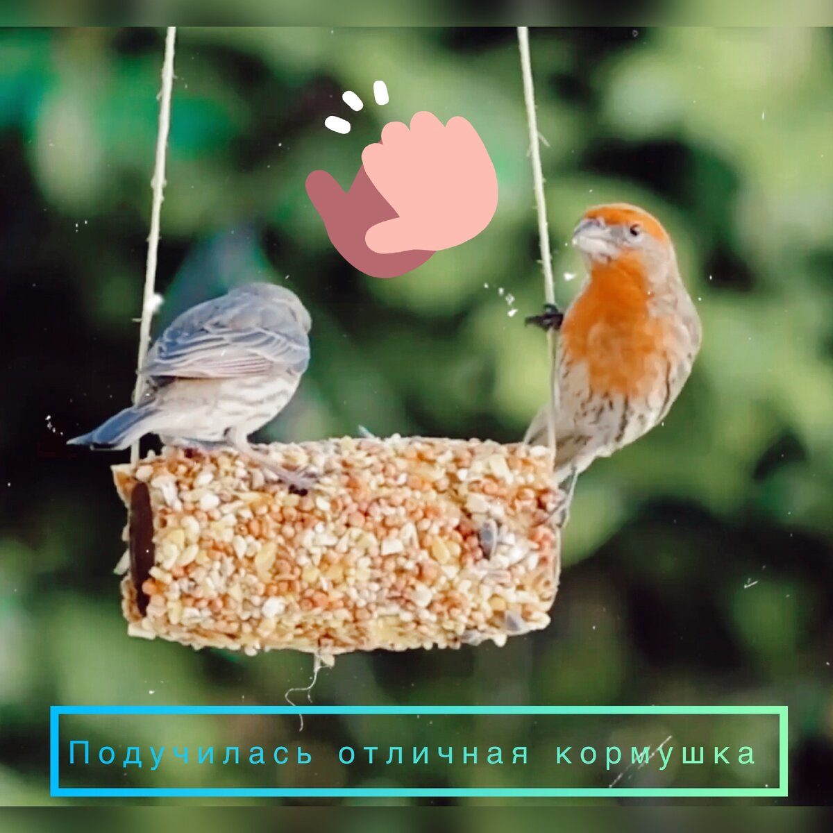 Птичкам очень вкусно. Видно по лицам