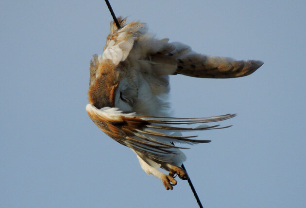 Сипуха на проводе...