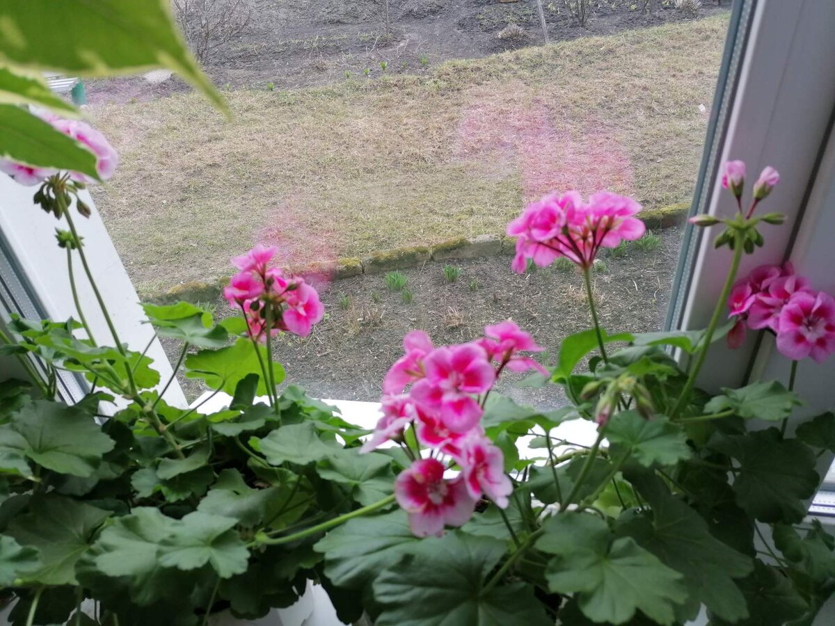 Цветение герани на подоконнике полным ходом. Как радует глаз...