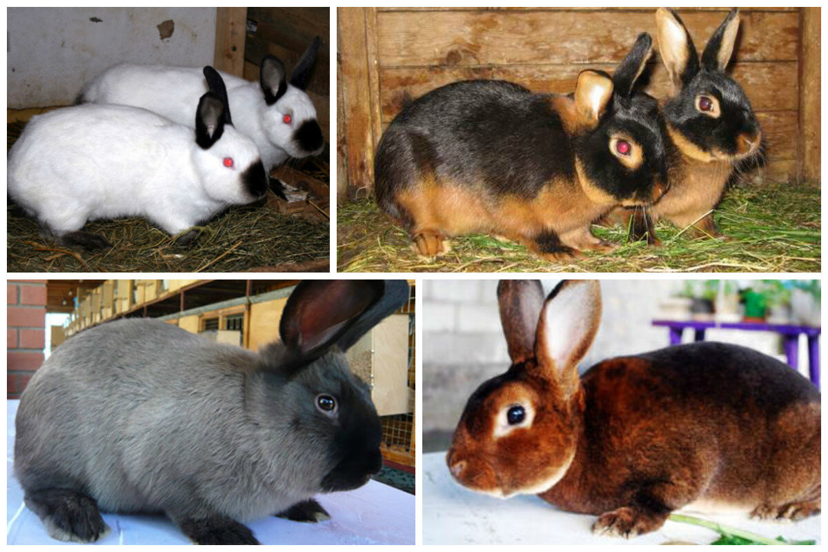Какие породы домашних. Кролики порода Фокс. Кролики породы Браун. Восточно европейские породы кроликов. Цветной кролик порода.