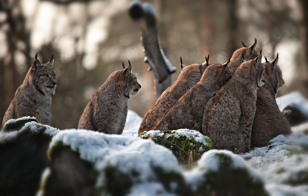 Семейство рысей в зоопарке, фото https://pixabay.com/ru/