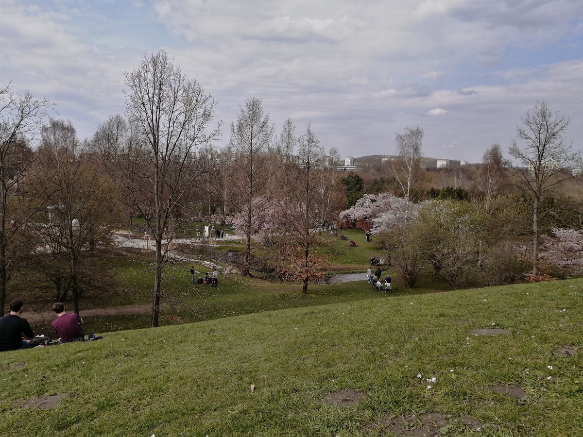 Сейчас в садах и парках особенно красиво, шарма придают цветущие вишни (фото из личного архива автора) 