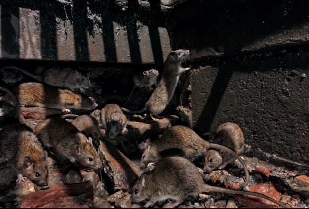 Фото: Чарли Гамилтон Джеймс 