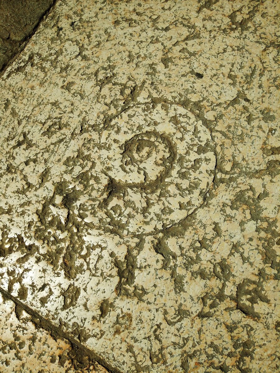 Окаменелая ракушка в мраморной плите на дороге в Италии