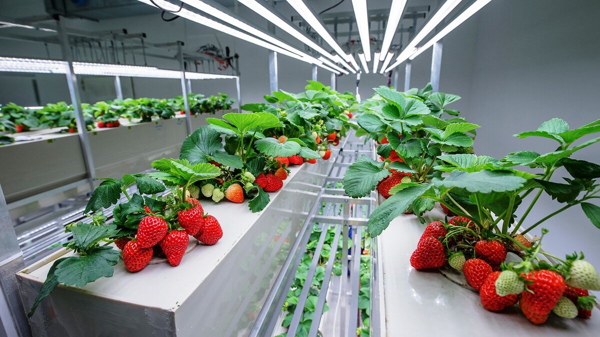 Клубника на гидропонике