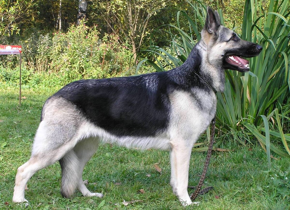 Источник: https://o-prirode.ru/wp-content/uploads/2020/06/5bd77d4c83d4f5bd77d4c83d9a.jpg