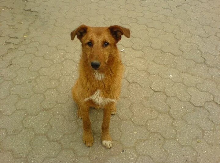 Вот такая была собака, которая как лиса, фото взято с Яндекс картинки.