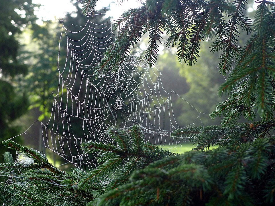 Паучьи сети в лесу Абернети, Шотландия. Паутина. Паутина в лесу. Паук на паутине. Зловещие звуки