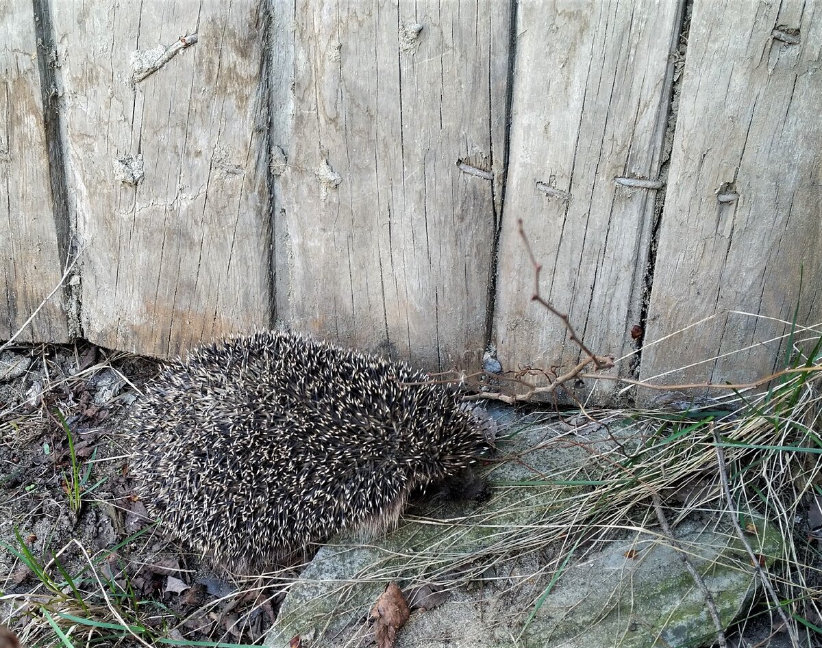 Потом все же показал носик.