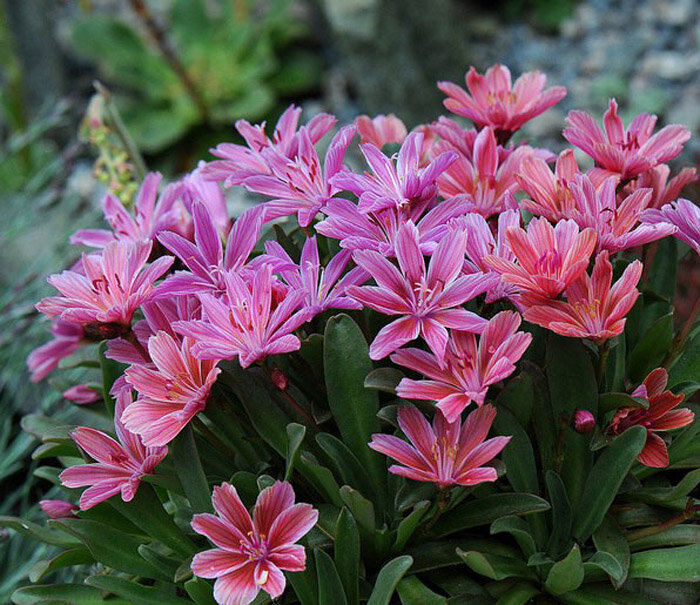 Источник фото: https://zpitomnik.ru/?alias=lewisia_sorta