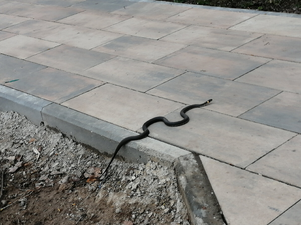 Вот такого ужа я встретила на прогулке в парке. Фото Светы Давыдовой