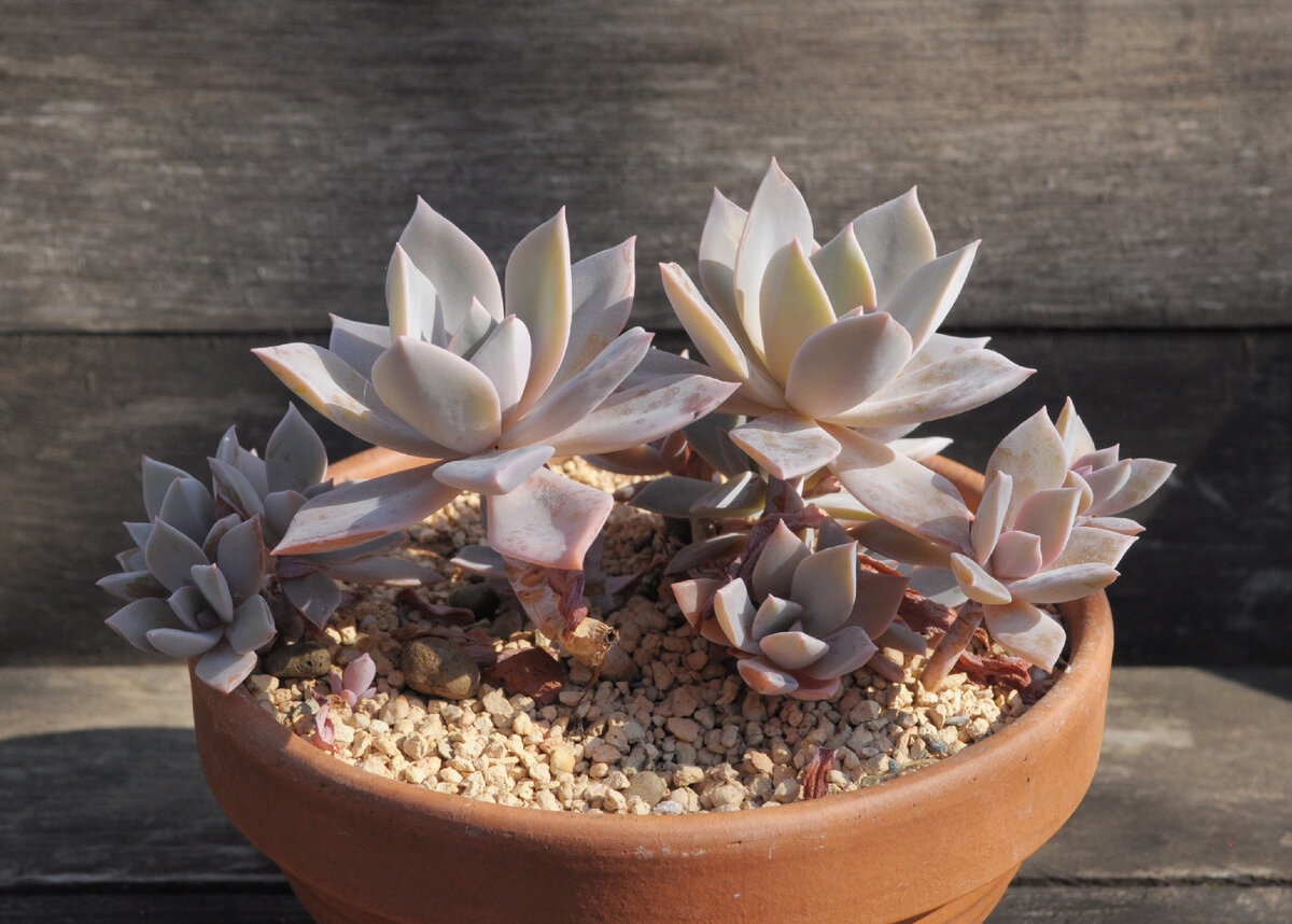 Graptoveria 'Douglas Huth'
