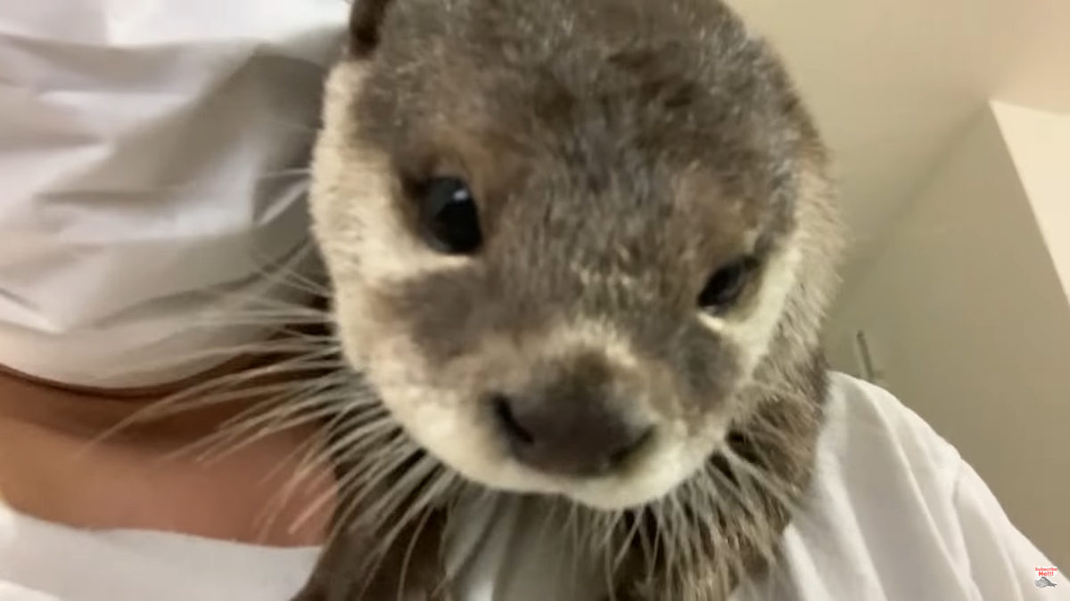 Выдренок Ати требует внимания